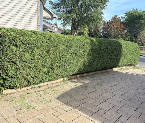 Haie taillée le long du pavé