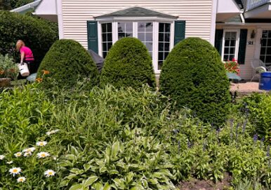 Jardin avec topiaires